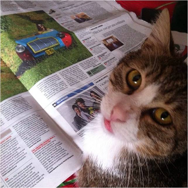 il gatto dobby legge un articolo de il tirreno che parla di joe natta cantautore lucchese.jpg