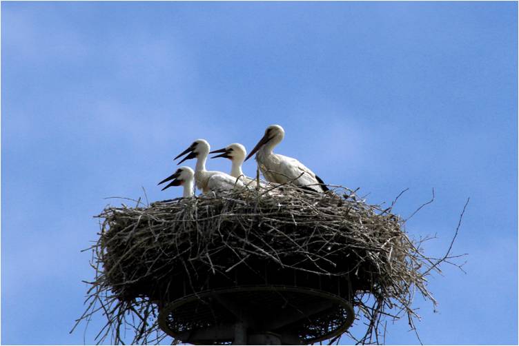 cicogne a porcari lucca cicogna stork italia toscana natura uccelli emozioni solocosebelle joe natta (2).JPG