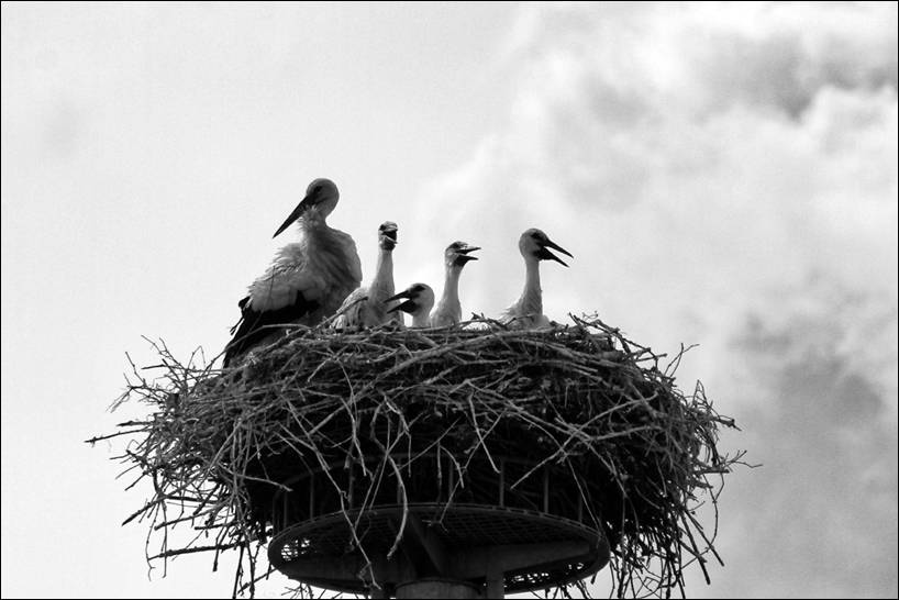 cicogne a porcari lucca cicogna stork italia toscana natura uccelli emozioni solocosebelle musica canzone capannori.JPG