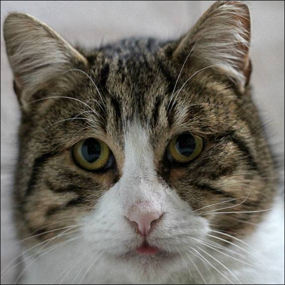 Dobby il gatto di joe natta