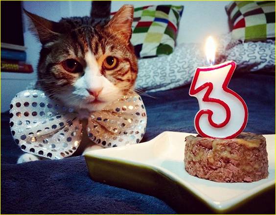 dobby, il gatto di joe natta, compleanno, adozioni, abbandono, canile, gattile, solo cose belle.jpg