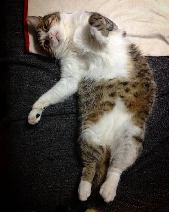 joe natta, dobby il gatto di joe natta, lucca, libri, consigli di lettura, gatti divertenti, gatto simpatico, gattone buono, gatto fortunato, musica, tutto molto bello (15).jpg