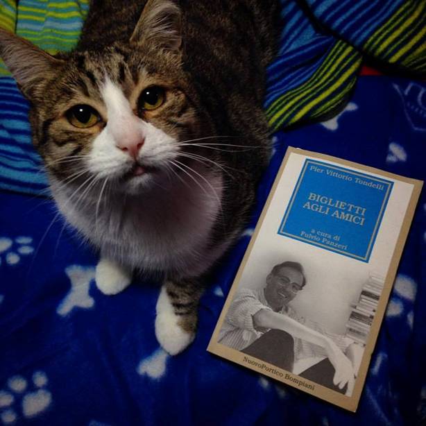 joe natta, dobby il gatto di joe natta, lucca, libri, consigli di lettura, gatti divertenti, gatto simpatico, gattone buono, gatto fortunato, musica, tutto molto bello (1).jpg