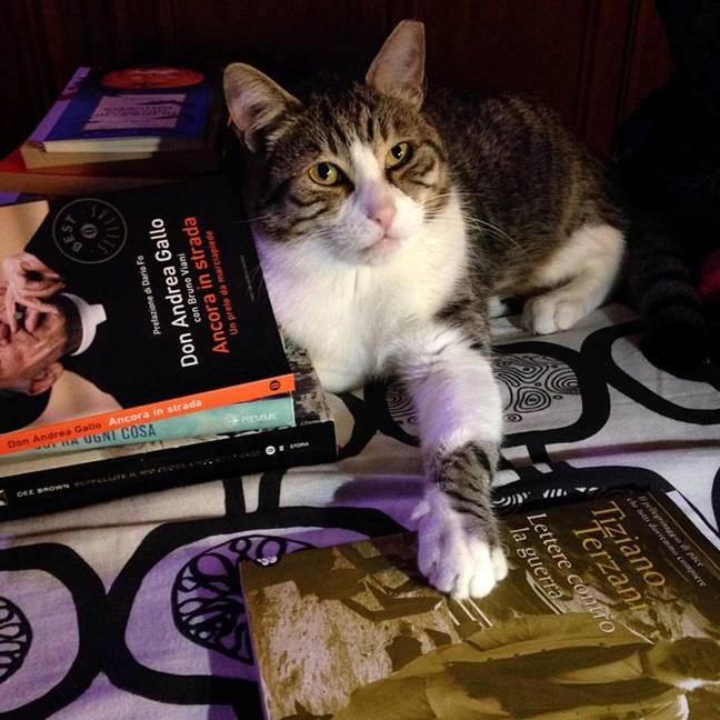 joe natta, dobby il gatto di joe natta, lucca, libri, consigli di lettura, gatti divertenti, gatto simpatico, gattone buono, gatto fortunato, musica, tutto molto bello (2).jpg