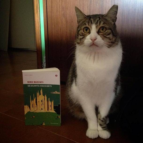 joe natta, dobby il gatto di joe natta, lucca, libri, consigli di lettura, gatti divertenti, gatto simpatico, gattone buono, gatto fortunato, musica, tutto molto bello (8).jpg