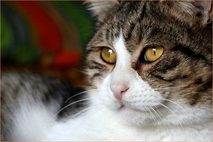 dobby cat gatto joe natta adozioni abbandono simpatico amore lucca (3).JPG