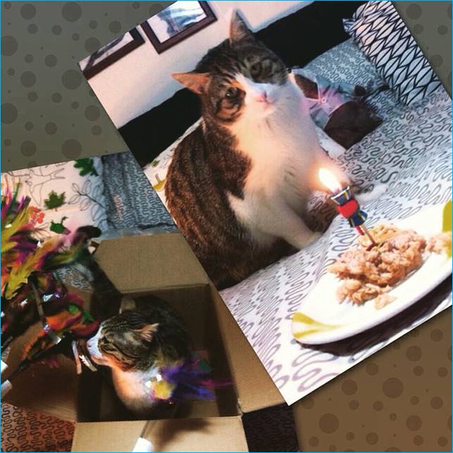 buon compleanno dobby gatto joe natta adozioni canile pontetetto lucca.jpg