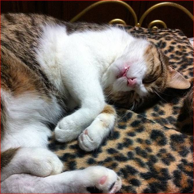 dobby il gatto che dorme sleeps.jpg