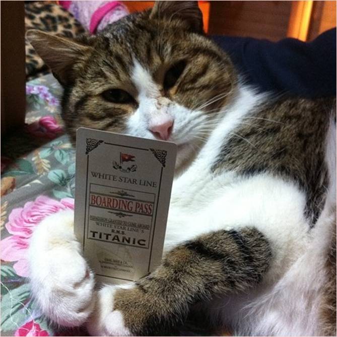 dobby il gatto che gioca a sos titanic boardgame bgg giochi in scatola.jpg