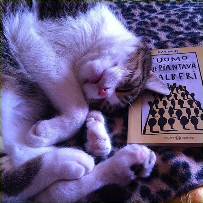 dobby il gatto che legge un libro l'uomo che piantava gli alberi.jpg