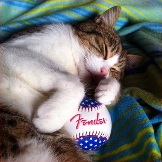 dobby chitarra fender sponsor gatto.JPG