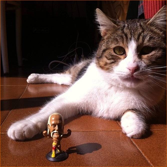 dobby il gatto di joe natta a lui gli garba il wrestling.jpg