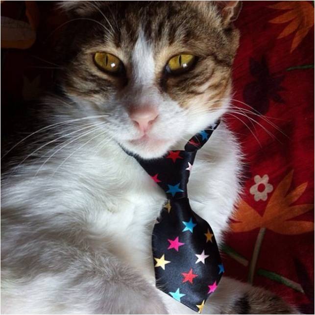 dobby gatto elegante.jpg