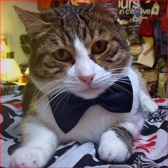 dobby il gatto di joe natta (5).jpg