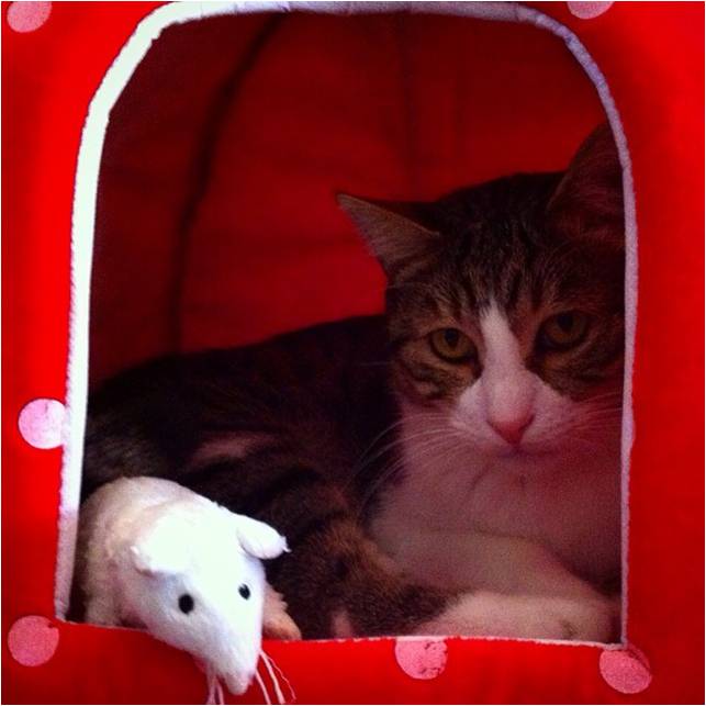 dobby il gatto di joe natta (6).jpg
