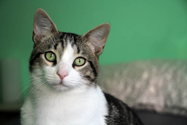art, gatto, gattti, joe natta, art gattino birichino, musica, allegria, animali, divertente, amore (2).jpg