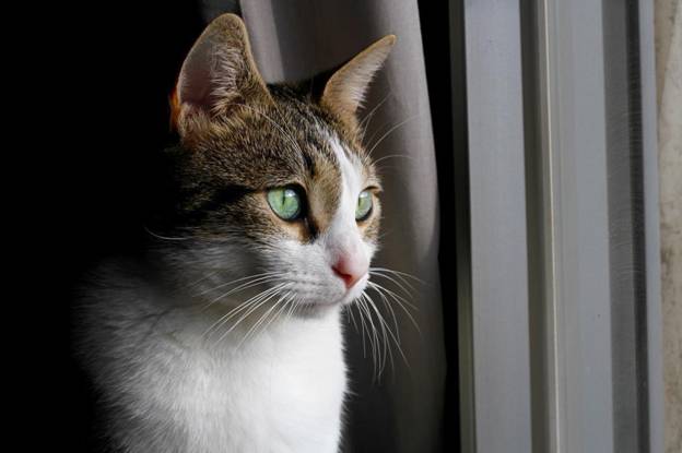 art, gatto, gattti, joe natta, art gattino birichino, musica, allegria, animali, divertente, amore (1).jpeg