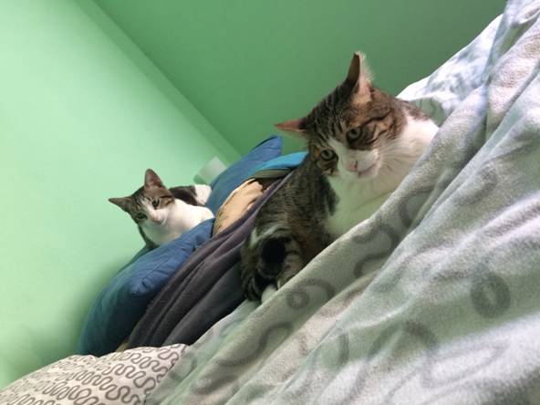 art e dobby, gatto, gattti, joe natta, art gattino birichino, musica, allegria, animali, divertente, amore.jpg