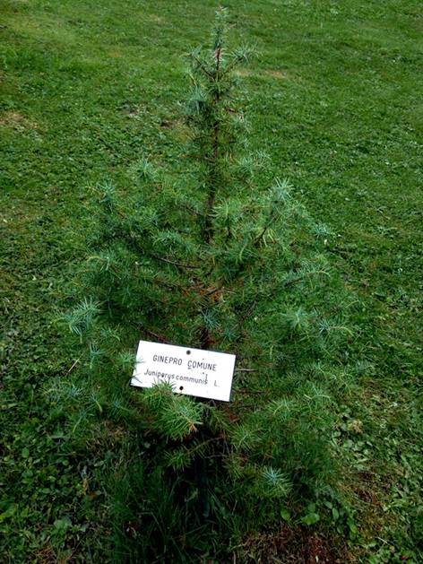 joe natta leggende lucchesi, parco orecchiella, la scuola nel parco, concerto, musica italiana, cantautore, seminario, lucca, garfagnana, toscana, tradizioni, concerti toscana, racconti, natura (15).jpg