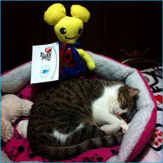 pigotta unicef gatto gatti ratpigotta ratman lucca comics games volontariato beneficenza italia passaparola joenatta.jpg