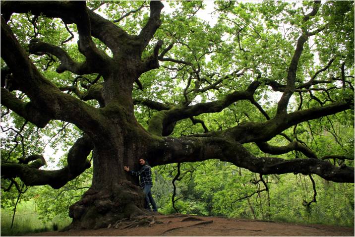 Joe Natta WWF abbracciaunalbero natura quercia delle streghe gragnano lucca capannori albero monumentale millenario toscana tutto molto bello.jpg