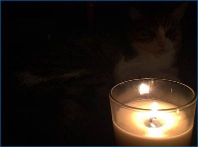 ora della terra 2018, joe natta, dobby, gatto.jpg