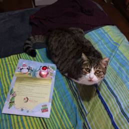 dobby, lettera da santa claus, lettera da babbo natale, solidariet, beneficenza, croce rossa, amore, joe natta (2).JPG